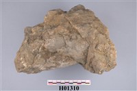 藏品(帆立貝(海扇)化石)的圖片